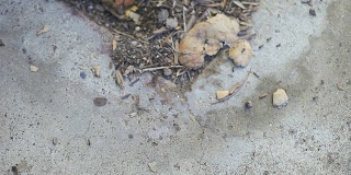 混凝土表面的蚂蚁