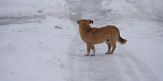 英俊的狗在冬天的晚上走开了。狗在外面的雪地里跑开了