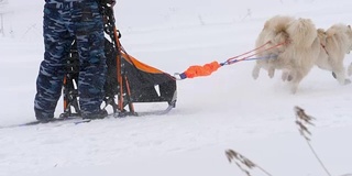 哈士奇雪橇犬队和狗手