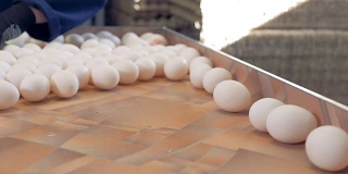 在鸡蛋分拣厂包装新鲜鸡蛋的工人。