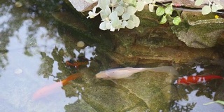 锦鲤在花园池塘里游泳