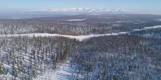 无人机在高海拔的针叶树上空向前飞行。雪山的背景。相机正在向上倾斜。鸟瞰图。远景。