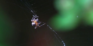 这是蜘蛛旋转猎物的特写镜头