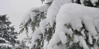 雪落树