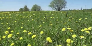 黄色的蒲公英盛开在春天的田野里。多莉的视频