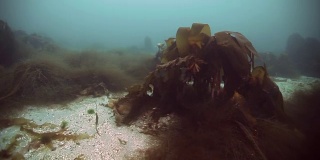俄罗斯巴伦支海的巨大海藻在水下反射阳光。