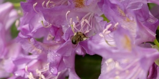 一只蜜蜂在花园花朵上采集花蜜的慢镜头剪辑