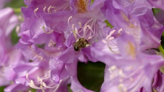 一只蜜蜂在花园花朵上采集花蜜的慢镜头剪辑视频素材模板下载