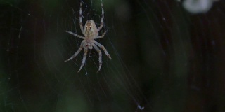 蜘蛛在晚上织网