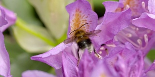 大黄蜂从杜鹃花中采集花蜜