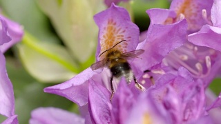 大黄蜂从杜鹃花中采集花蜜视频素材模板下载