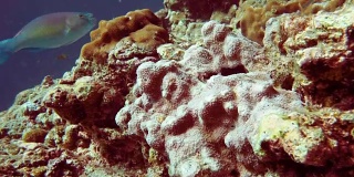 水下珊瑚礁白化和破坏