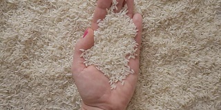 水稻种子,b卷