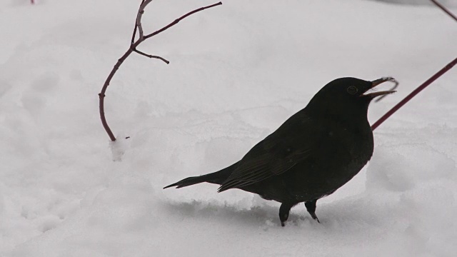 画眉在冬天大雪中进食的慢镜头