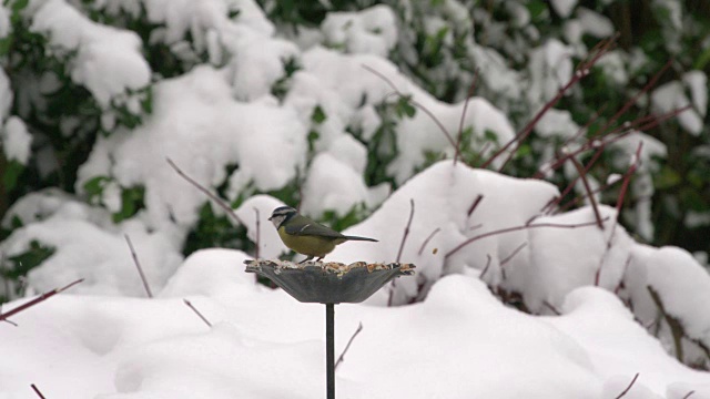 冬天下雪的花园里，蓝山雀正在吃喂鸟器里的谷粒。慢动作拍摄