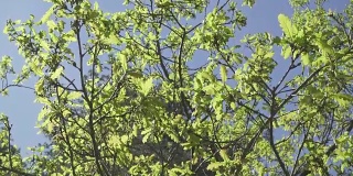 新鲜的年轻的橡树叶子在明亮的阳光下，预录像
