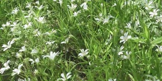 野菊花白花迎风摇曳。春天。Stellaria是石竹科的一种开花植物