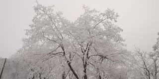 落叶树上覆盖着白霜。大风摇动树枝