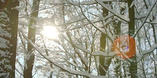 早晨霜冻，冬天森林里畏缩着女巫厚厚的一层雪