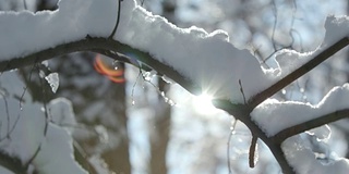 冬天的森林里蜷缩着女巫厚厚的一层雪