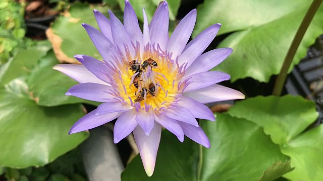 蜜蜂正在吃紫色睡莲的花蜜