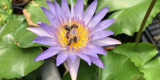 蜜蜂正在吃紫色睡莲的花蜜