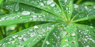 雨滴落在花园里的绿叶上