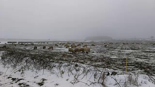 一群羊在被雪覆盖的田野上吃草。