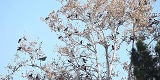 许多乌鸦在树上鸣叫
