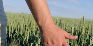 农民的双手在麦田里轻轻抚摸着麦穗