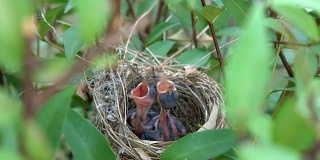 饥饿的小鸟在巢里。