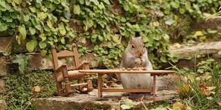 松鼠在花园里的一张小桌子上吃坚果