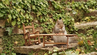 松鼠在花园里的一张小桌子上吃坚果视频素材模板下载