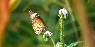 在花园里，蝴蝶在花瓣上飞舞。它美丽的黑橙色蝴蝶在早晨的白花上。成年蝴蝶的翅膀很大，通常颜色鲜艳。