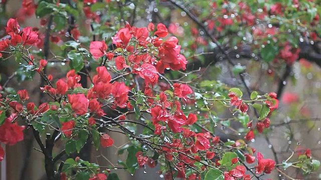 春雨淋在九重葛上