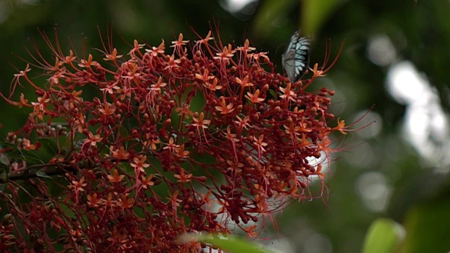 蝴蝶吸花粉