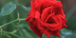 有长茎的红玫瑰