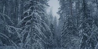 森林中的冬夜