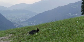 可爱的毛茸茸的黑兔子在风景如画的奥地利山谷的背景下嚼草