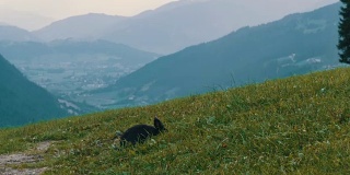 可爱的毛茸茸的黑兔子在风景如画的奥地利山谷的背景下嚼草