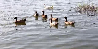 鸭子在公园的池塘里游泳。鸭子在早上游泳觅食。