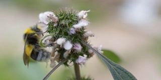在开花的益母草上采集花蜜或花粉的大黄蜂
