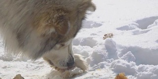 大流浪狗在雪地里吃肉