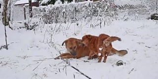 冬天，两只狗在街上打架。可爱的狗狗和流浪狗一起在户外玩耍