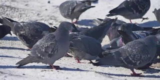 鸽子在冬天进食。很多鸽子。一群鸽子。鸟在冬天进食。鸟儿在户外的雪地里