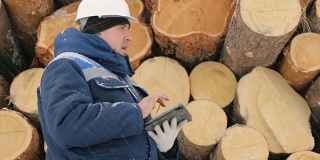 冬季森林里，工人拿着平板电脑靠在一堆大圆木上