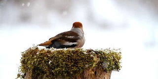 霍芬奇坐在雪下的喂鸟器上吃着种子。