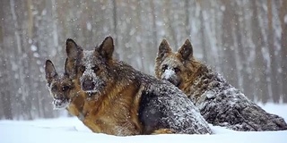 牧羊犬。牧羊犬在雪地里奔跑