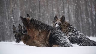 牧羊犬。牧羊犬在雪地里奔跑视频素材模板下载