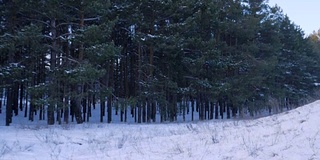 母亲和儿子在雪地上玩得很开心，他们的手臂在森林中举起